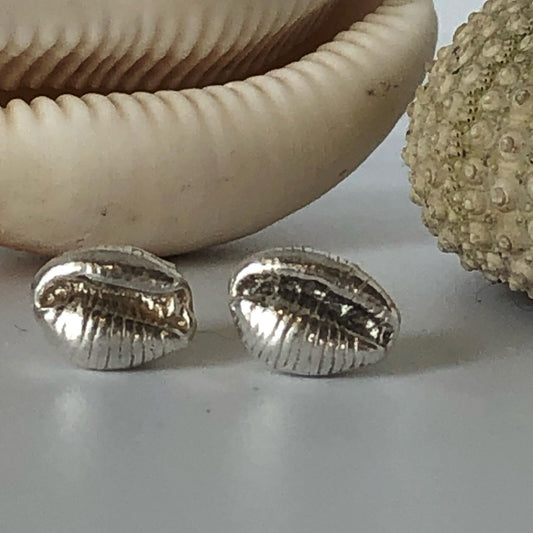 Cowrie Studs